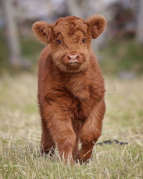 Nature's Lovers on Twitter: "Highland Cattle calf 🐮… " Instagram, Cow, Brown Cow, A Small