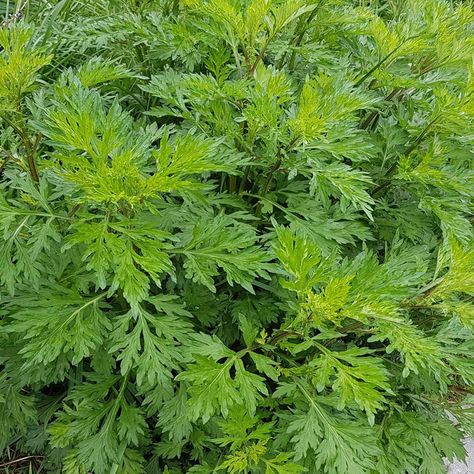 Mugwort Seeds - Artemisia Vulgaris Herb Seeds