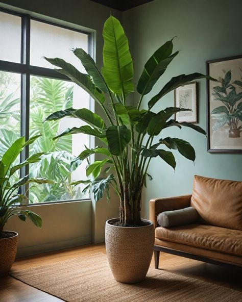 Trees In Bathroom, Living Room With Big Plants, Indoor/outdoor Plants, Tall Plant Living Room, Indoor Plants For Living Room, Huge Indoor Plants, Large Potted Plants Indoor, Large Bird Of Paradise Plant, House Trees Indoor