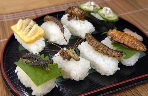 Eating Certain Foods Edible Bugs, Tomato Hornworm, Edible Insects, Bizarre Foods, Sushi Roll, Good Sources Of Protein, Rich In Protein, Top Chef, Eating Raw