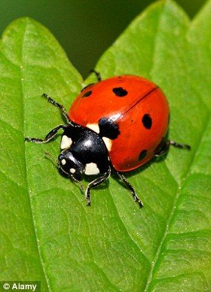 A gentle ladybird can make enough of an impression on the sensitive skin Ladybug Animal, Ladybug Nails, Yellow Ladybug, Lady Beetle, Ladybug Art, Cool Bugs, Beautiful Bugs, 수채화 그림, Insect Art