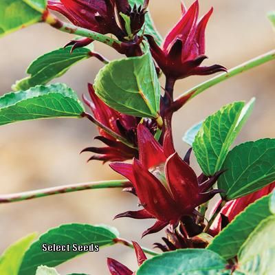 Photo of Roselle (Hibiscus sabdariffa) uploaded by Joy Hibiscus Roselle, Hibiscus Sabdariffa, Hibiscus Plant, Fruit Garden, Hibiscus Flowers, Herb Garden, Live Plants, Flower Beds, Lawn Garden