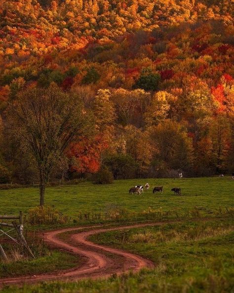 Catskills Aesthetic, Beige Pantone, Fall Scenery, Catskills Ny, Fall Night, Fall Nights, Favourite Season, The Catskills, Autumn Magic