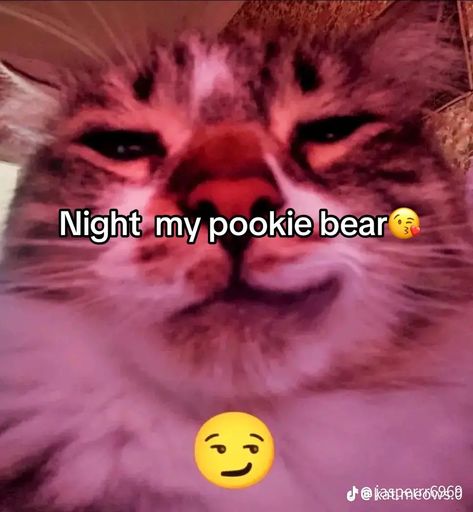 Goodnight Cat, Cat Silly, Aggressive Behavior, Passive Aggressive Behavior, Funny Looking Cats, Good Night Funny, Silly Funny, My Pookie, Animal World