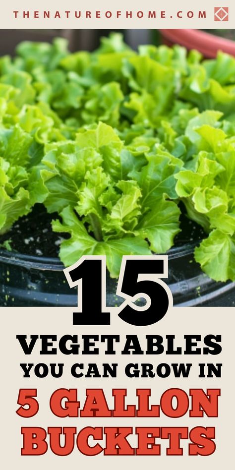 Transform 5 gallon buckets into mini gardens with these 15 foods to grow. Ideal for above ground gardens and small spaces, these vegetables will thrive in your DIY planters. Save this pin for later and click to discover how to grow in buckets! Growing Veggies In 5 Gallon Buckets, Bucket Raised Garden Beds, What Can I Grow In 5 Gallon Buckets, Growing In 5 Gallon Buckets, Growing Vegetables In Buckets, Growing Plants In Buckets, Garden In Planters, Planting Tomatoes In 5 Gallon Buckets, Cheap Container Gardening