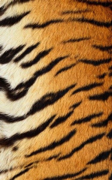 Tiger Fur, Disney Vans, Afrique Art, Tiger Skin, Fire Tattoo, Animal Print Wallpaper, Tiger Stripes, Color Analysis, Animal Skin