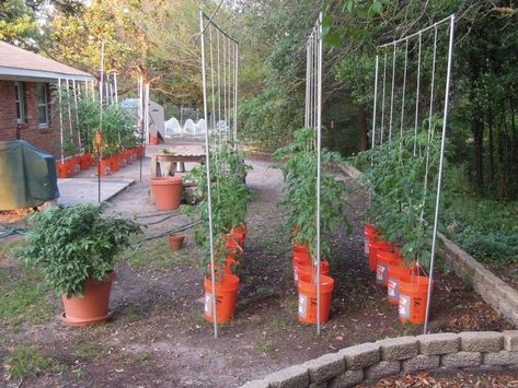 Diy Flagstone, Tips For Growing Tomatoes, Tomato Trellis, Growing Tomato Plants, Flagstone Path, Tomato Farming, Bucket Gardening, Growing Tomatoes In Containers, Leafy Plants