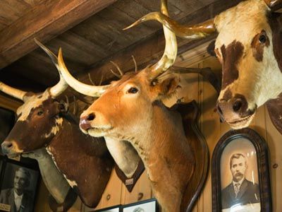 HowStuffWorks "Introduction to Hunting Trophies" Mounted Animal Heads Decor, Animal Heads On Wall, Animal Head Wall Art, Animal Head Decor, Deer Heads Mount, Animal Wall Mount, Faux Animal Head, Animal Head Wall Decor, Deer Trophy