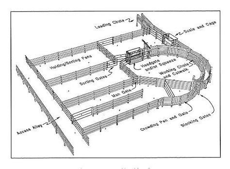 A design like the picture above shows the handling facility that will be on on my cow-calf operation. This facility is located according to access from pastures, so cattle can go from pastures into the holding and sorting pens. Once in these pens cattle can follow through the layout where we can easily bring them into the squeeze chute. Also the facility will help us load the cattle when transporting. Cattle Facility, Cattle Corrals, Cow Pen, Livestock Barn, Cattle Barn, Raising Cattle, Beef Cow, Farm Plans, Farm Layout