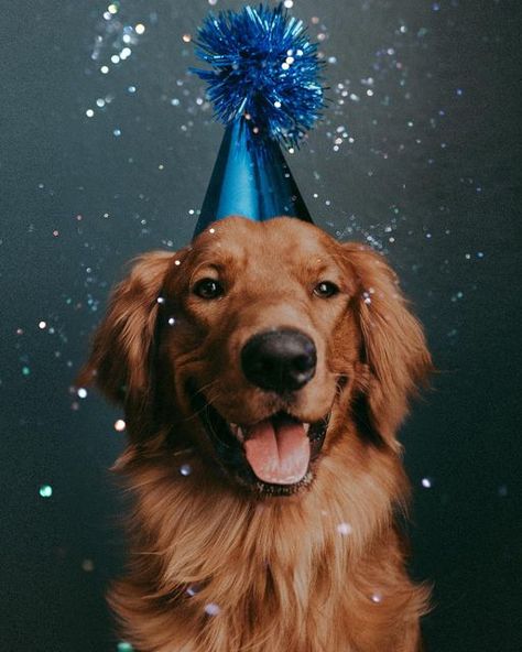 Dog Party Photoshoot, Pet Birthday Photoshoot Ideas, Dog 3rd Birthday Photoshoot, Dog 1 Year Birthday Photo, Diy Dog Birthday Photoshoot Ideas, Dogs Birthday Photoshoot, Puppy Birthday Photoshoot, 1 Year Dog Birthday Pictures, Puppy First Birthday Photoshoot