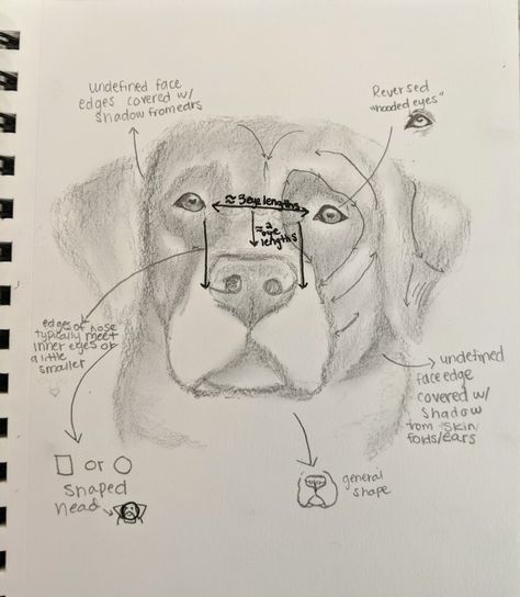 Puppy Dog Eyes Drawing, Labrador Retriever Drawing Simple, Labrador Retriever Sketch, Labrador Sketch Easy, How To Draw Labrador, Lab Dog Drawing, Dog Drawing Labrador, Labrador Drawing Simple, Chocolate Lab Drawing