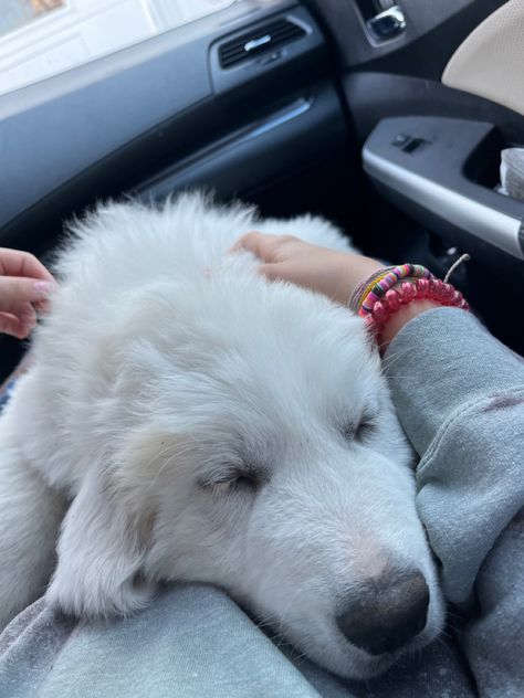 White Great Pyrenees, Cute Great Pyrenees, Big Dogs Aesthetic, Great Pyrenees Aesthetic, Great White Pyrenees, Great Pyrenees German Shepherd, Big White Dog, Pyrenees Puppies, Great Pyrenees Puppy