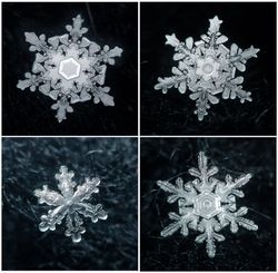 Real Snowflakes, Snowflakes Real, Amazing Nature, 3d Objects, Every Day, Royalty Free Stock Photos, Royalty Free, Stock Images, Stock Photos