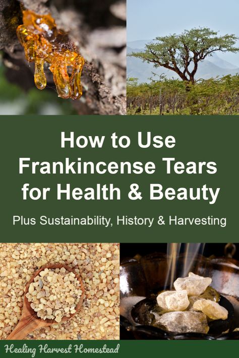 Have you ever wondered about how to use frankincense tears? Not the essential oil—the real tears, or resin, from the Boswellia tree. There are many ways to use these golden tears of resin for health and beauty, as well as for mental clarity. Click through to find out about these wonderful little gems and how you can use them in your home. #frankincense #tears #resin #howtouse #health #beauty #mentalclarity #healingharvesthomestead #homeremedy Frankincense Benefits, Golden Tears, Pineapple Health Benefits, Anti Aging Products, Herbal Steam, Skincare Remedies, Frankincense Resin, Herbal Salves, Frankincense Essential Oil