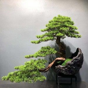 Cherry Blossom Bonsai Tree, Bonsai Trees For Sale, Bonsai Making, Bonsai Soil, Mini Terrarium, Driftwood Wall Art, Bonsai Art, Terrarium Diy, Old Trees