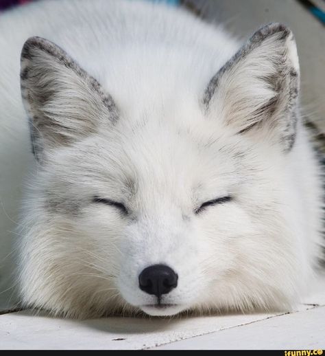 Tap to see the meme White Fox, Fox, White