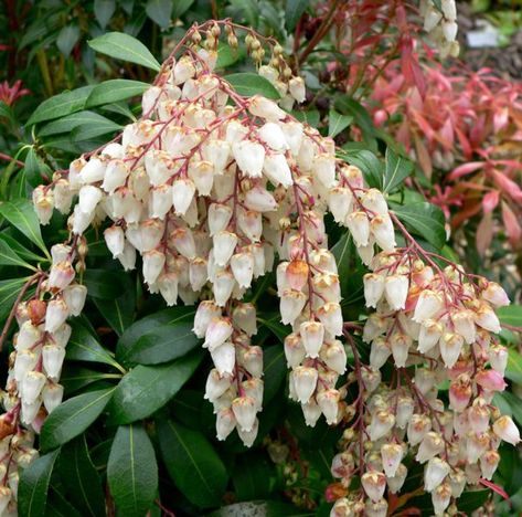 Japanese Andromeda Flowers for front shade spot (http://willowsidhe.hubpages.com/hub/ShadeShrubs) Japanese Andromeda, Deer Resistant Shade Plants, Japanese Pieris, Spring Perennials, Shade Loving Shrubs, Pieris Japonica, Plants Under Trees, Albizia Julibrissin, Hummingbird Plants