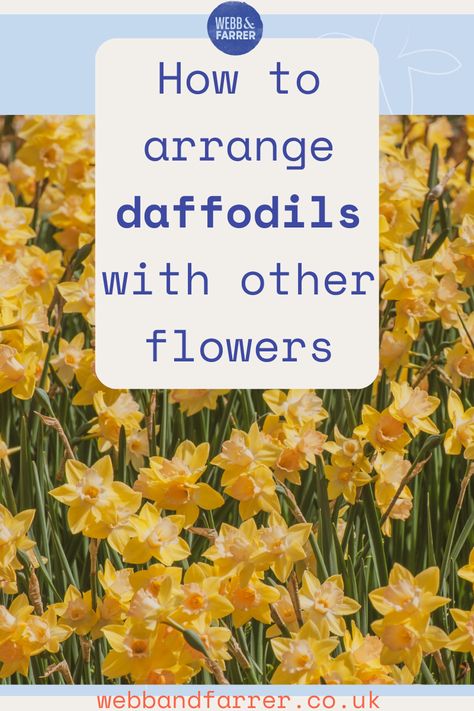 bright yellow daffodil flowers grow in a field. on top of the image is text in blue writing that says: How to arrange daffodils with other flowers. webbandfarrer.co.uk Tulip Daffodil Bouquet, Daffodil Arrangements Floral Design, Daffodil Flower Arrangements, Daffodil Arrangements, Daffodil Centerpiece, Farmhouse Gardens, Daffodil Wedding, Flower Combinations, Daffodils Planting