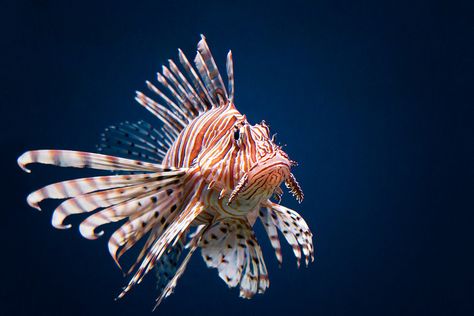 Lion Fish Photography, Coral Reef Photography, Dog Portraits Art, Lion Fish, Ocean Fishing, Aquatic Animals, Portraits From Photos, Ocean Creatures, Ocean Animals