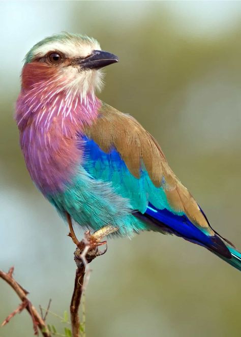 A gorgeous lilac-breasted roller hanging out on a branch.  From 26 of the Most Colorful Birds on the Planet (And Where to Find Them) - By Just Birding!  #mostcolorfulbirds #lilacbreastedroller #birds #purplebirds #pastelcolors #pastelbirds #justbirding #everywherewild #beauty Photography, Animals, Lilac Breasted Roller, Colorful Bird, Lilac, Birds