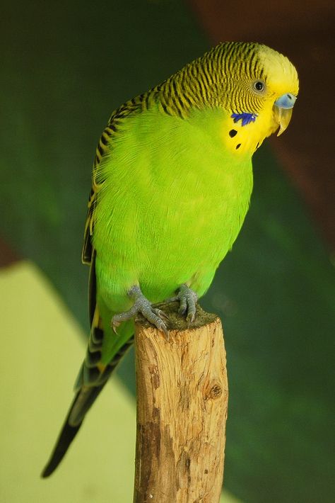 BUDGERIGAR - Melopsittacus undulatus . . . Wild budgerigars are usually found to be mostly green in colour . . . Wild throughout the drier parts of Australia Budgerigar Bird, Green Budgie, Bird Breeds, Budgies Bird, Budgie Parakeet, Parakeets, Australian Birds, Exotic Birds, Bird Pictures