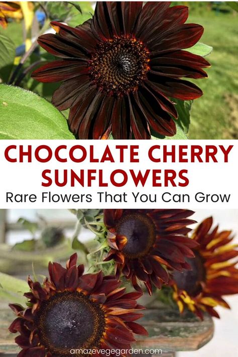 Chocolate Cherry Sunflower, Sunflower Facts, Types Of Sunflowers, Cherry Flower, Backyard Flowers, Sunflower Garden, Bee Garden, Cut Flower Garden, Rare Flowers