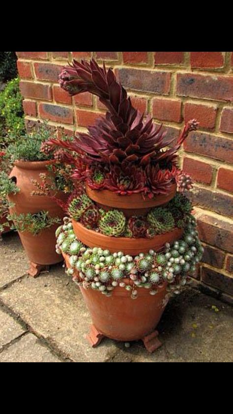 Hens & Chicks planter! Alpine Garden, Succulent Gardening, Succulents In Containers, Garden Containers, Cactus Y Suculentas, Cactus Garden, Cactus And Succulents, Succulent Pots, Succulents Garden