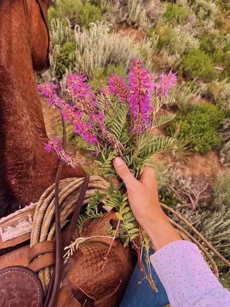 Colorado Flowers, Picking Wildflowers, Colorado Wildflowers, Miley Stewart, Wildflowers Photography, Cowboy Aesthetic, Cowgirl Aesthetic, Magical Life, Nothing But Flowers