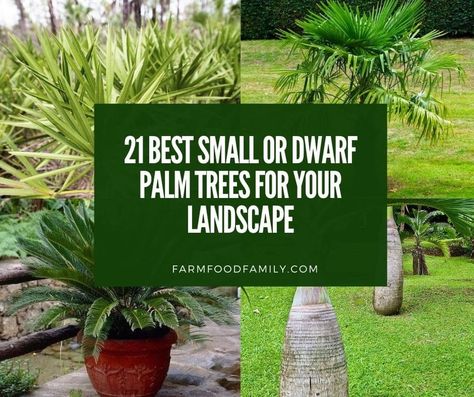 21 Best Small or Dwarf Palm Trees for Your Landscape (With Pictures) Mini Palm Tree Landscape, Small Palm Trees Landscaping, Palm Tree Types, Needle Palm, Tree Types, Majesty Palm, Mini Palm Tree, Florida Palm Trees, Palm Trees Landscaping