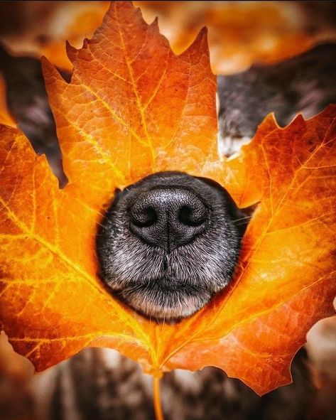 Dog Costume Photoshoot, Fall Pictures With Dogs Photo Ideas, Puppy In Fall Leaves, Dogs And Pumpkins Pictures, Fall Dog Wallpaper Iphone, Funny Dog Photography, Pumpkin Patch Photoshoot With Dog, Dog Fall Photoshoot Ideas, Mommy And Dog Photo Shoot