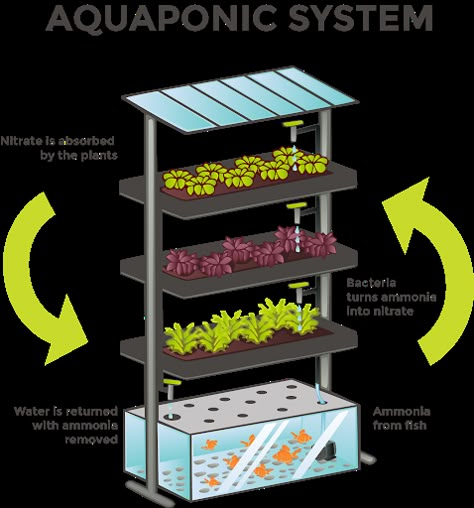 Apartment Aquaponics, Aquaculture Fish, Commercial Aquaponics, Aquaponic System, Aquaponics Aquarium, Indoor Aquaponics, Aquaponics Kit, Aquaponics Greenhouse, Backyard Aquaponics