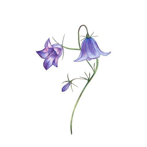 Premium Photo | Illustration of realistic purple bellflower. watercolor painting. Campanula Flowers, Belle Tattoo, Blue Bell Flowers, Art Assignments, Tatuaje A Color, Flower Icons, Hand Drawn Flowers, Botanical Watercolor, Flower Doodles