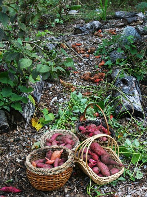 Florida Food Forest, Potato Gardening, Food Forest Garden, Growing Sweet Potatoes, Florida Food, Florida Gardening, Survival Gardening, Edible Landscaping, Food Forest