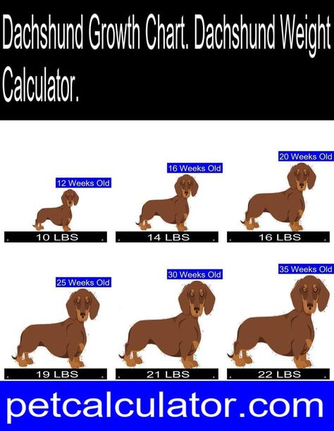 #dog #puppy Gluteus Minimus Exercises, Flabby Arm Workout, Double Chin Exercises, Shred Fat, 7 Day Diet Plan, Chin Exercises, Weight Charts, Flabby Arms, Weight Calculator