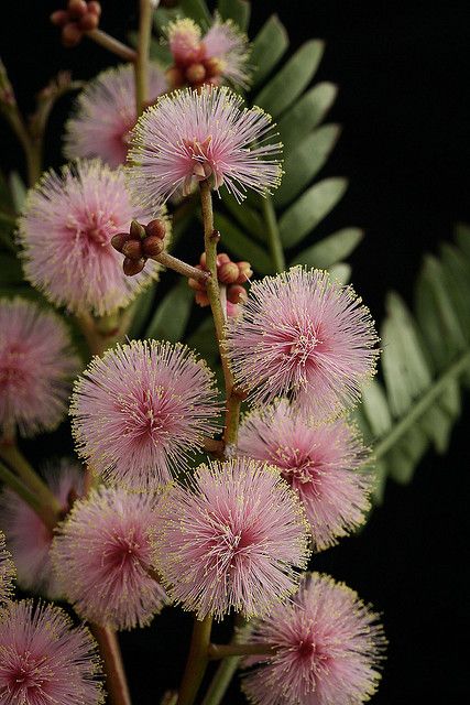 Unusual pink flowered form of Acacia terminalis (sunshine wattle). Tasmania Australian Native Garden, Australian Wildflowers, Australian Flowers, Australian Native Flowers, Australian Plants, Australian Garden, Australian Native Plants, Unusual Plants, Unusual Flowers