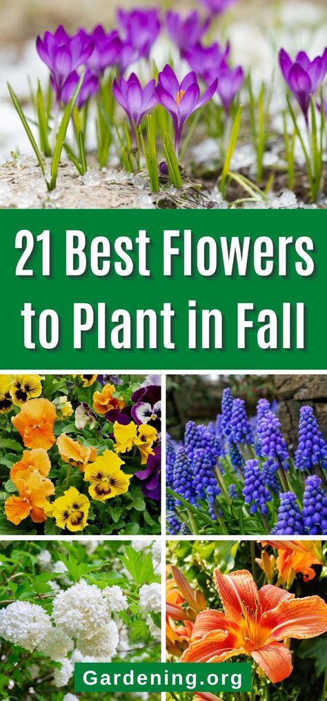 Flowers To Plant In Fall, Fall Planting Perennials, Fall Gardening Ideas, Lawn Flowers, Fall Bulb Planting, Autumn Flowering Plants, Plant In Fall, Fall Landscaping, Fall Flowers Garden