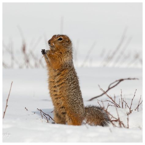 19 - Arctic Ground Squirrel Arctic Ground Squirrel, Ground Squirrel, Leopards, Tigers, Lion