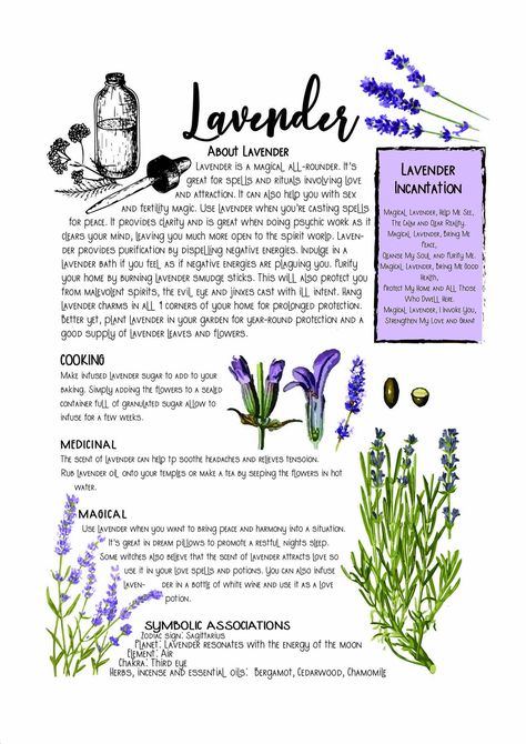 LAVENDER Witchcraft Practice, Book Of Shadows Journal, Book Of Shadows Pages, Witchcraft Herbs, Grimoire Pages, Magickal Herbs, Witch Herbs, Green Witchcraft, Magia Das Ervas