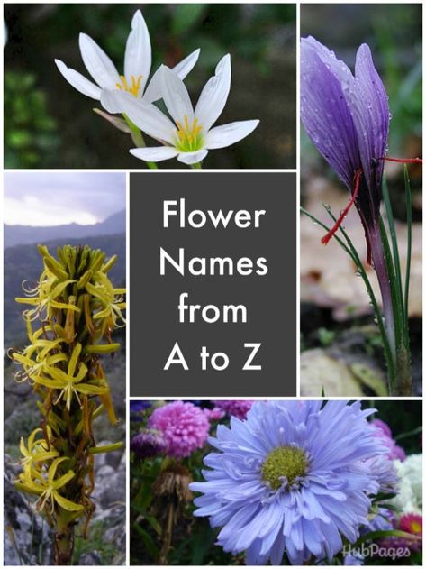 A List of Flower Names From A to Z Flower Names And Meanings, All Flowers Name, Flowers Name In English, Flowers Name List, Goats Rue, Ivy Flower, Flower Chart, Z 1000, Mock Orange