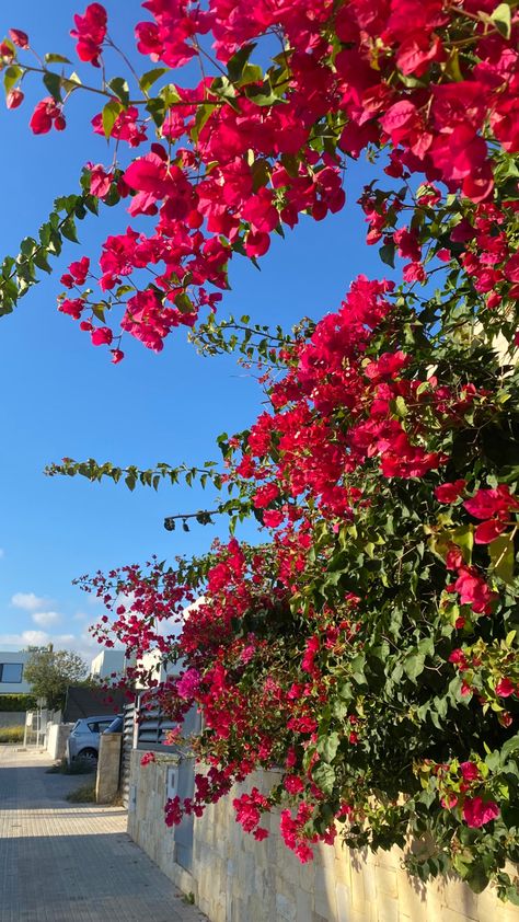 pink flower tree outdoors with bright rose buds Pink Leaves Aesthetic, Pink Flower Tree, Spanish Flowers, Flower Road, Wallpaper Ios, Hot Pink Flowers, Flower Tree, Rose Trees, Insta Post