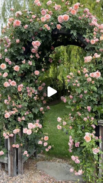 Garden Answer on Instagram: "‘Colette’ just doing what she does best! 🌸🌸🌸" Climbing Rose On House, Garden Answer Laura Leboutillier, English Rose Garden, Garden Answer, Holly Hobbie, English Roses, Rose Garden, Garden Planning, Idaho