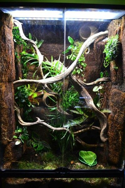 Crested Gecko Vivarium, Floor Bedding, Chameleon Terrarium, Crested Gecko Habitat, Tree Frog Terrarium, Dart Frog Vivarium, Gecko Vivarium, Bioactive Vivarium, Gecko Habitat