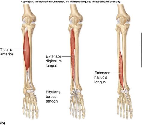 Extensor Digitorum Longus, Extensor Digitorum, Relaxing Stretches, Peroneus Longus, Anatomy Flashcards, Patellofemoral Pain Syndrome, Leg Anatomy, Therapy Clinic, Foot Anatomy