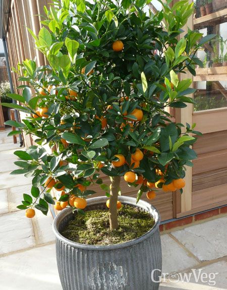 Fruit Trees In Containers, Growing Citrus, Citrus Garden, Vegetable Garden Planner, Citrus Plant, Growing Fruit Trees, Citrus Trees, Potted Trees, Potting Soil