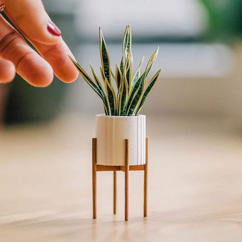 These Miniature Potted Plants Made from Paper are Just Adorable «TwistedSifter Paper Plants Diy, Caleb Y Sophia, Sansevieria Plant, Sansevieria Trifasciata, Paper Pot, Paper Plants, White Pot, Green Border, Large House