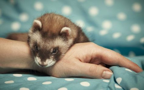 Types Of Communication, Ferrets Care, Otters Cute, Emotional Support Animal, Pet Clinic, Reptiles Pet, Pet Hacks, Baby Puppies, Crazy Dog