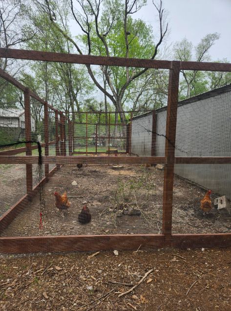 (4/25/23) Hi all, I have been wanting to do an article about my coop for a while now so here it is! Last year my silkie bantams were kept separate from my standard sized hens and rooster, they lived in an old well house turned chicken coop by my... Silkie Bantam, Well House, Old Well, Farm Projects, An Article, Chicken Coop, Screen Shot, Coop, Rooster