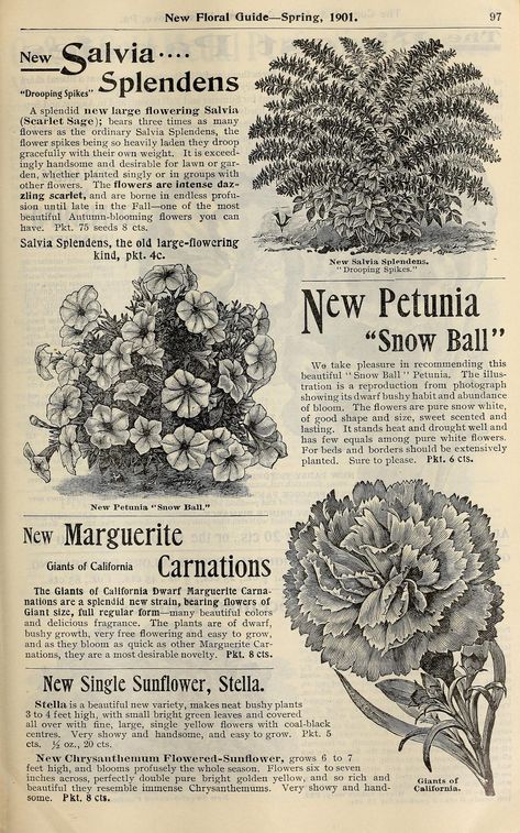 New floral guide :. West Grove, Pa. :Conard & Jones Co.,1901.. biodiversitylibrary.org/page/42484259 Aesthetic Book Pages, Poster Prints Bedroom, Vintage Newspaper, Scrapbook Stickers Printable, Picture Collage Wall, Photo Wall Collage, Vintage Poster Art, Art Collage Wall, Picture Collage