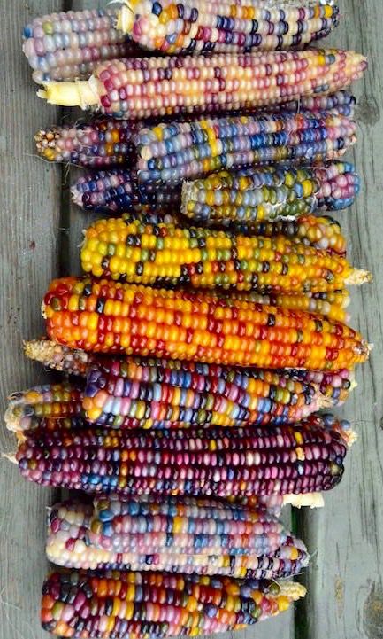 Rainbow corn Gem Corn, Rainbow Corn, Glass Gem Corn, Indian Garden, Indian Corn, Corn On The Cob, Glass Gems, Exotic Fruit, House Diy