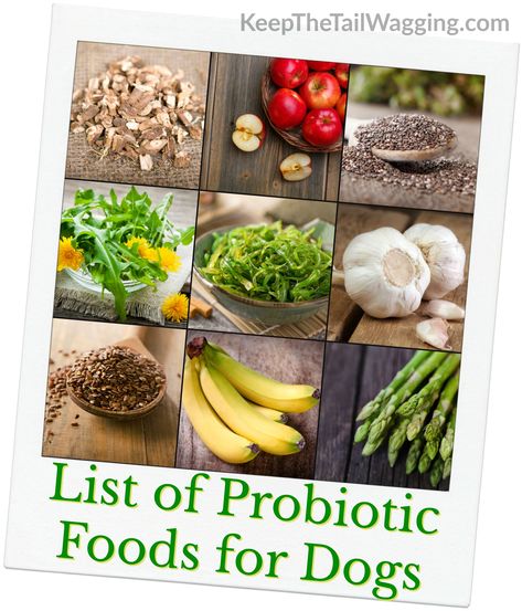 Probiotic Dog Treats, Prebiotic Foods List, Dog Food Ingredients, Vitamins For Dogs, Best Probiotic Foods, Probiotic Food, Mini Whiteboard, Budget Notebook, Foods For Dogs